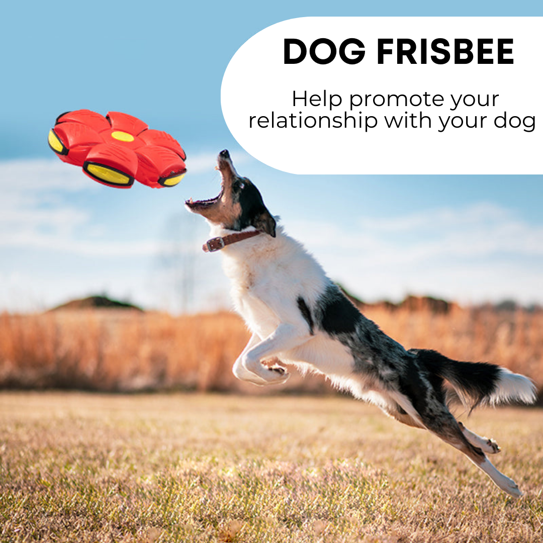Dog Frisbee, product image 2
